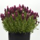Lavandula Stoechas Bandera "Deep Rose" - во саксија Ø12